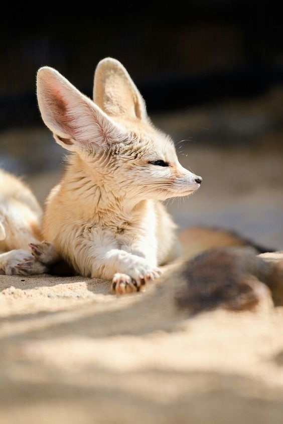 a small animal laying on top of a sandy ground next to another animal in the background