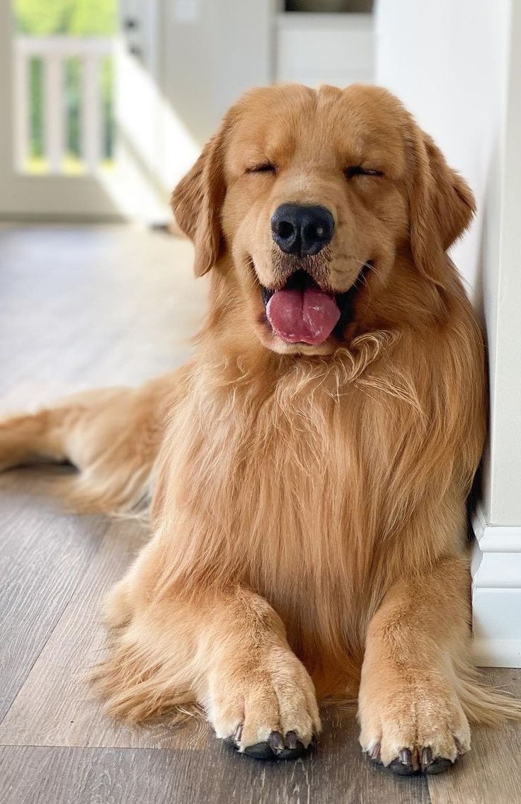 a large brown dog laying on top of a hard wood floor next to a door