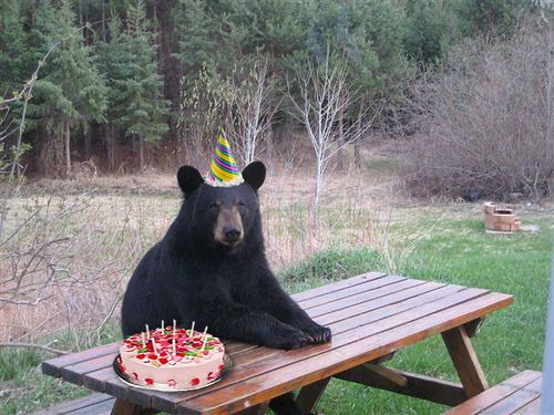 a black bear sitting on top of a wooden picnic table next to a wooded area