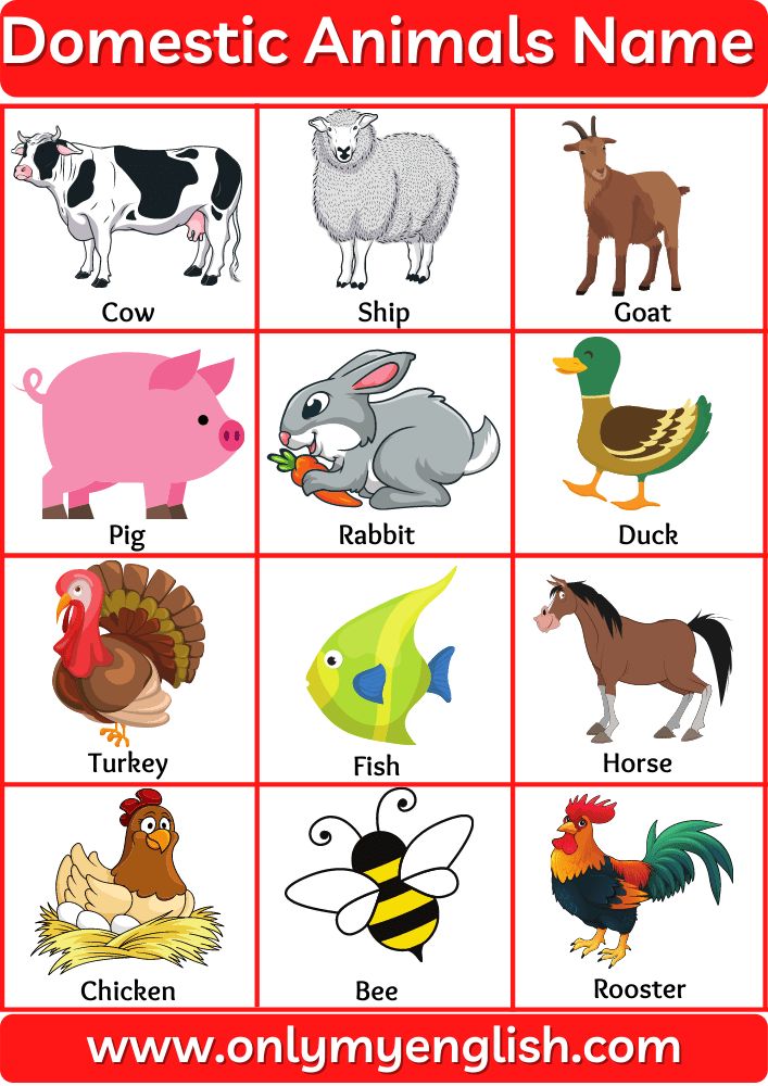 an animal name game with animals and birds on it's sides, including the words domestic