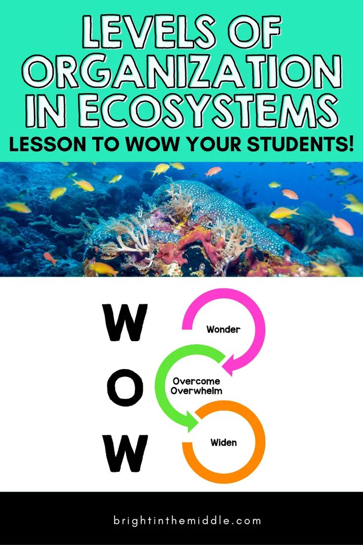 the words levels of organization in eco systems are shown above an image of corals and fish