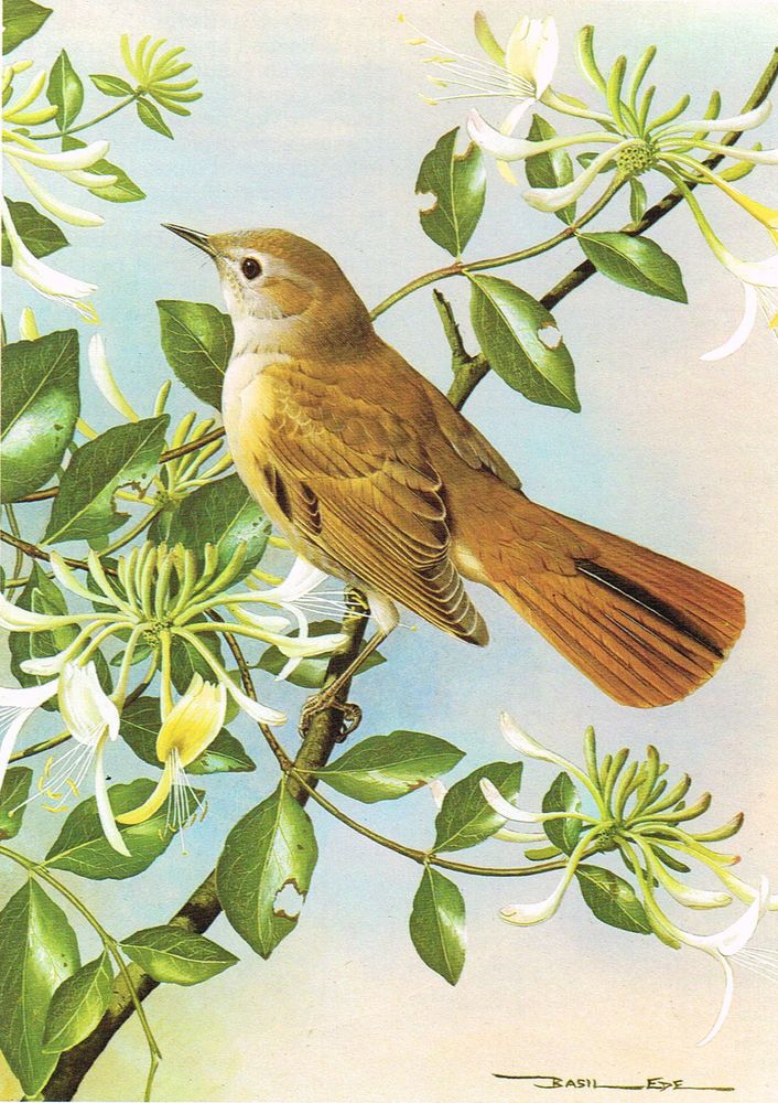 a bird sitting on top of a tree branch with white flowers in the background and green leaves