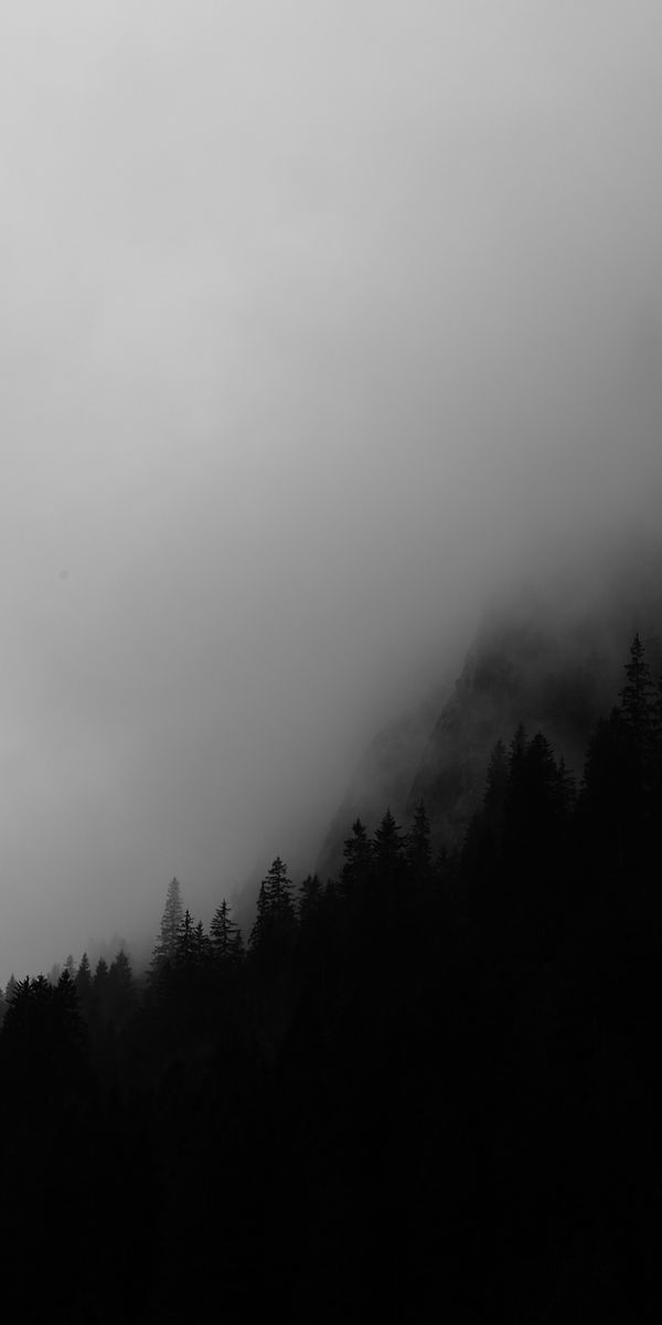 black and white photograph of trees in the fog