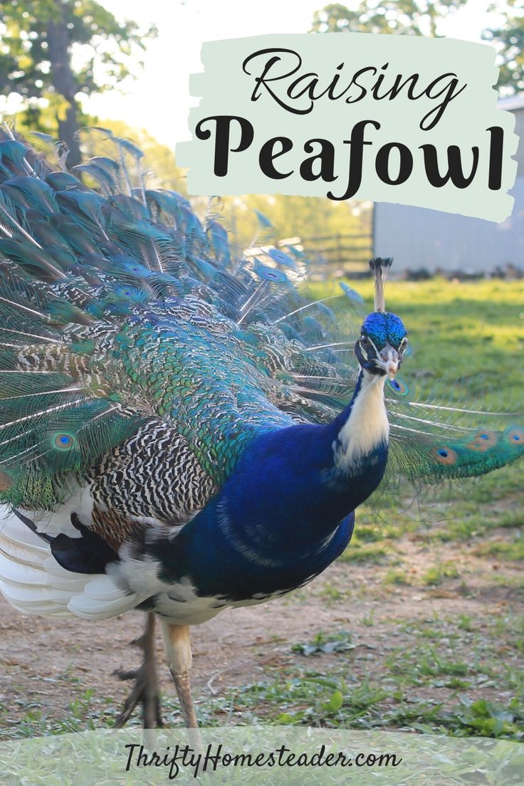 a blue and white peacock with the words raising peafowl on it's tail