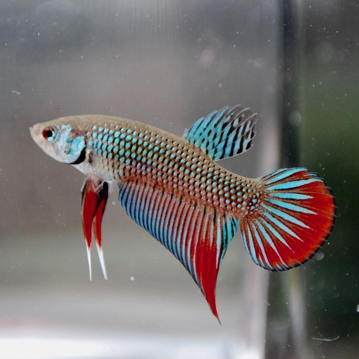 a red and blue fish is swimming in an aquarium