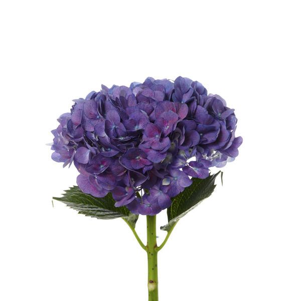 Purple Hydrangea from BunchesDirect is always a great idea. This flower is wonderful both with its appearance and with its magnificent and so solemn color. Purchasing it wholesale will allow you to save a lot and we believe that the hero of the day, be it birthday, anniversary or wedding will be just in raptures over it. Outstanding and so nice decoration of your event which memory will last. Variegated Hydrangea, Hero Of The Day, Flamingo Flower, Purple Hydrangea, Most Popular Flowers, Hydrangeas Wedding, Popular Flowers, Hydrangea Purple, Event Decoration