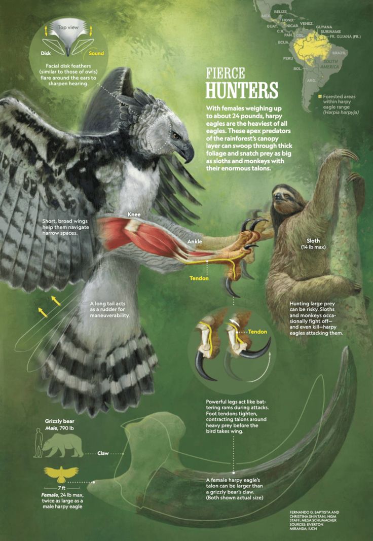 an illustrated poster showing different types of animals and their habitats, including sloth - necked birds