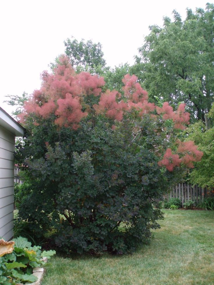 pink flowers are blooming on the tree in front of a gray house and green grass