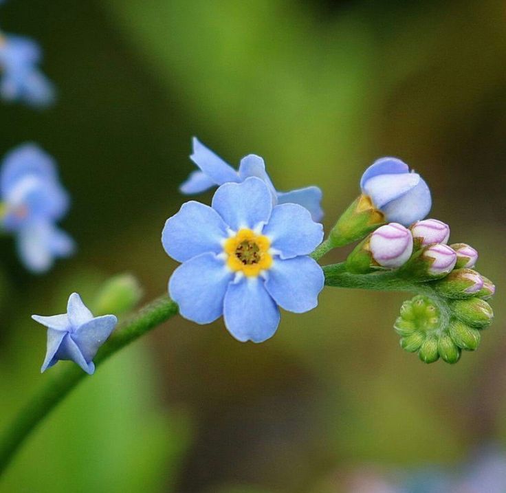 Fav Flower, Flower Reference, Beautiful Flowers Photography, Flower Collection, Forget Me Nots, Foam Flowers, Floral Photography, Sugar Flowers, Flower Lover