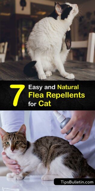 Organic Cat Flea Remedies - DIY Flea Repellents for Cats Natural Flea And Tick Repellant For Cats, Natural Flea Spray For House Cats, Fleas Remedies For Cats, Apple Cider Vinegar For Cats, Fleas On Kittens How To Get Rid Of, At Home Flea Remedy For Cats, How To Treat Fleas On Cats, Flea Control For Home, Flea And Tick Spray For Cats