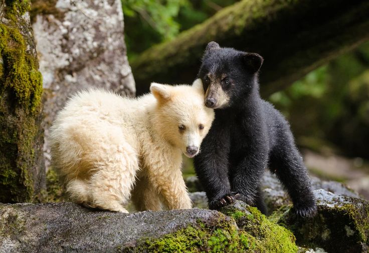 two black and white bears standing next to each other on some mossy rocks with trees in the background