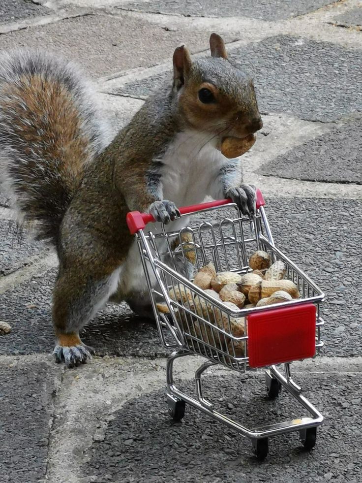 a squirrel sitting on top of a shopping cart filled with nuts in it's paws