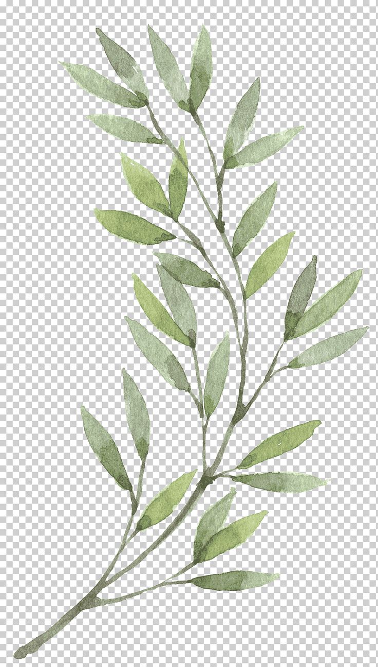 a watercolor painting of green leaves on a white background, with the stems still attached