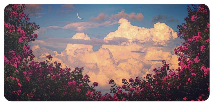 clouds and pink flowers in the foreground with a half moon visible through the clouds