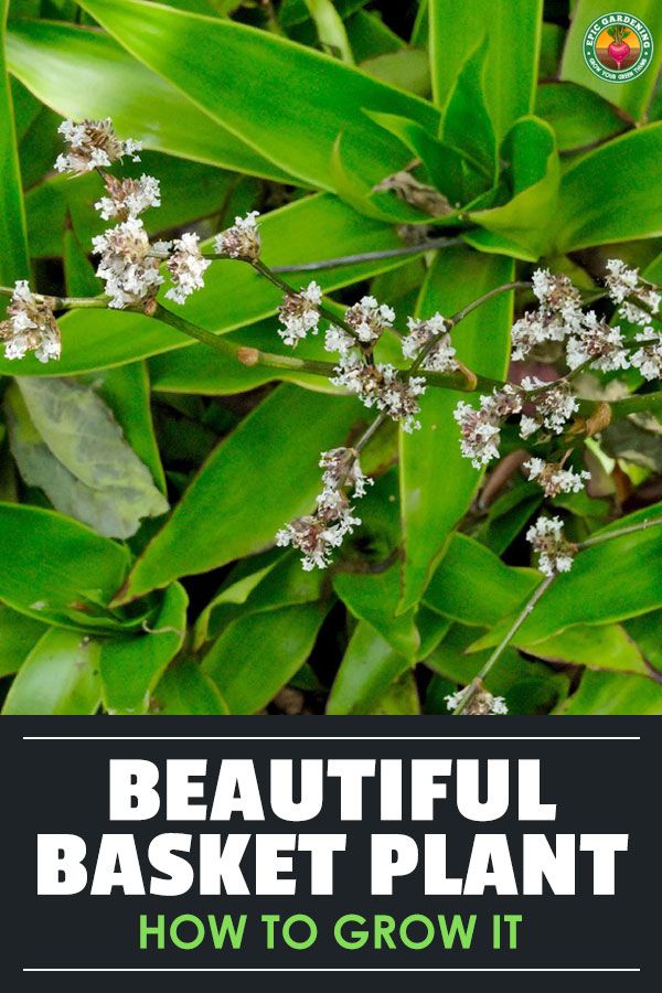 beautiful basket plant with white flowers and green leaves in the background text reads, beautiful basket plant how to grow it