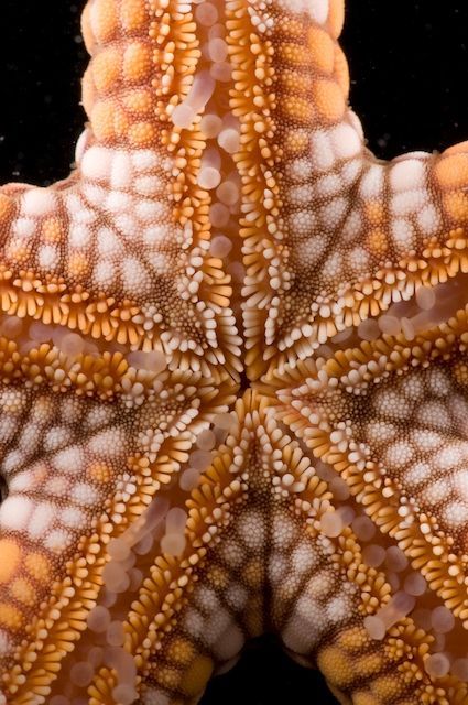 an orange and white starfish is seen in this image