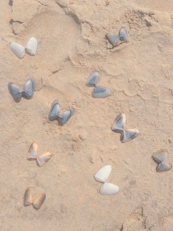 several seashells lay on the sand and are scattered