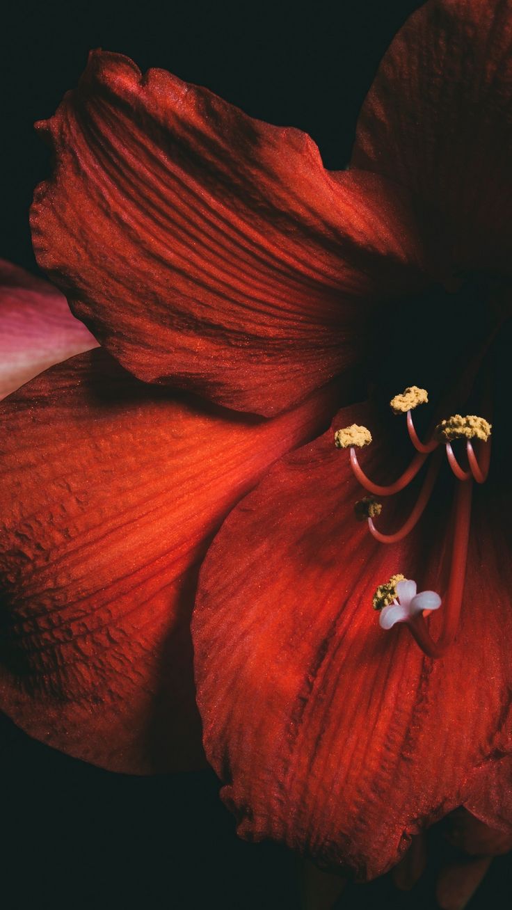 a red flower with yellow stamens on it