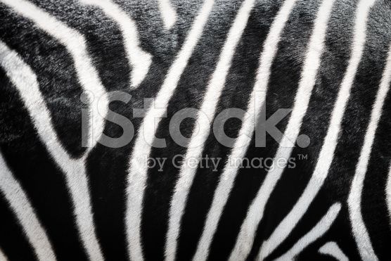 the back end of a zebra's head with black and white stripes on it