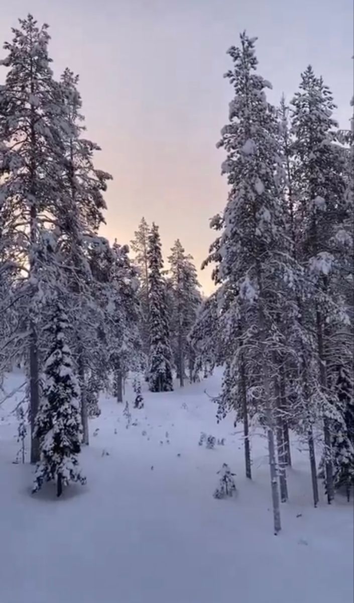 the trees are covered in snow and there is no image here to provide a caption for