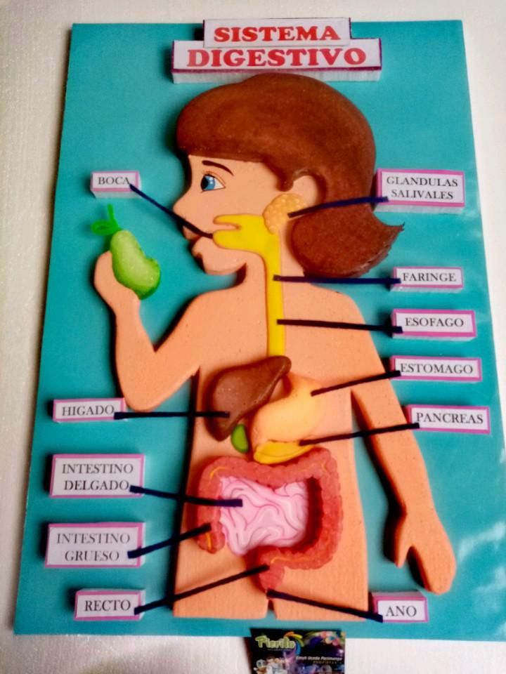 a diagram of the human body with labels for each organ and labeled parts on it