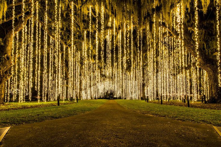 a road that is lined with trees covered in lights