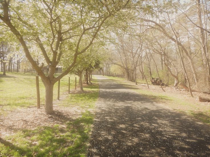 the path in the park is lined with trees