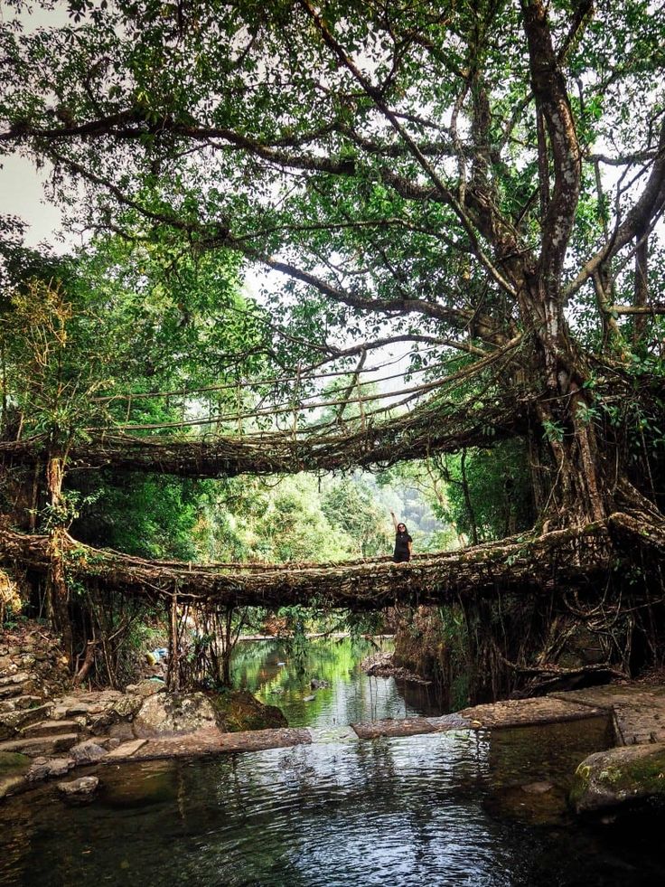 a man standing on a fallen tree over a river