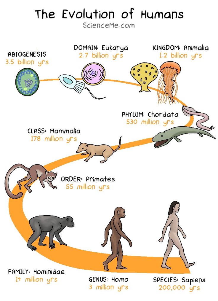 the evolution of humans is shown in this diagram, which shows how many different animals are living