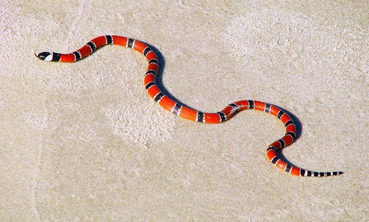 an orange and black snake on the ground