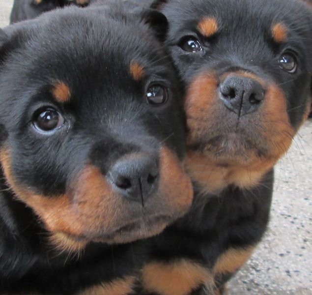 two black and brown puppies sitting next to each other on the ground with their eyes open