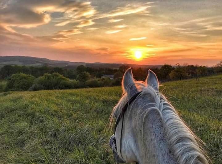 a horse standing on top of a lush green field under a cloudy sky at sunset