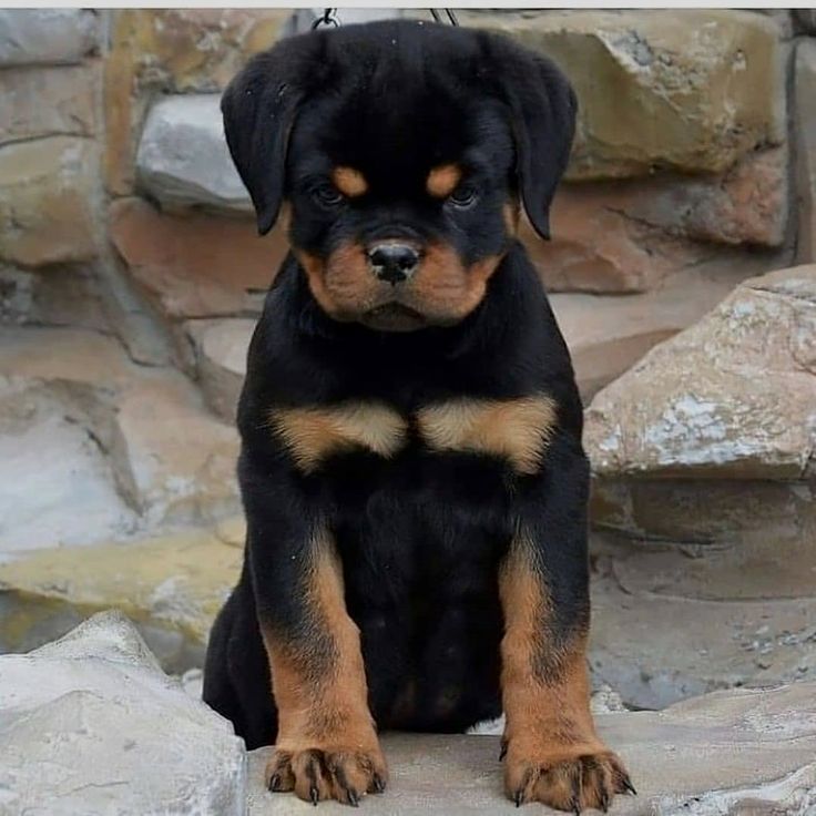 a black and brown dog sitting on some rocks