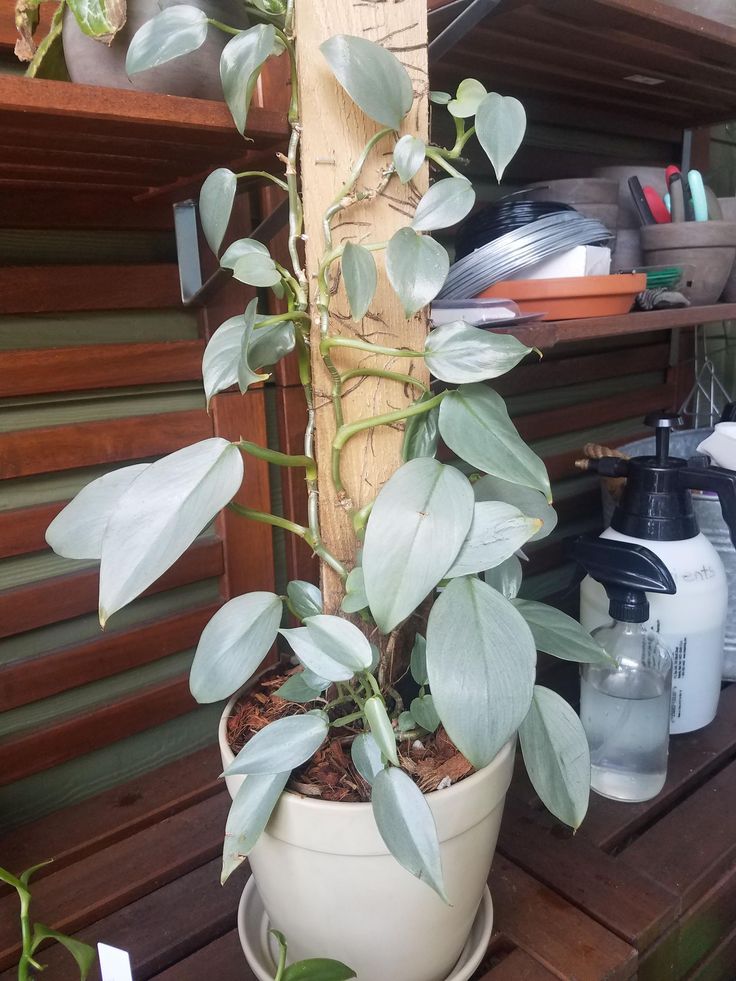 a potted plant sitting on top of a wooden table