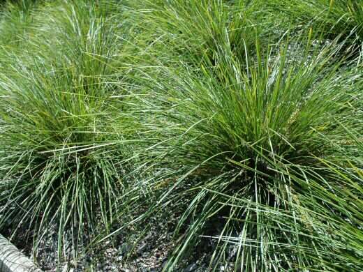 some very pretty green plants in the grass