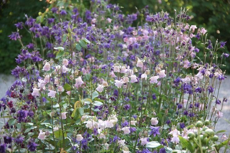 purple and white flowers are growing in the garden