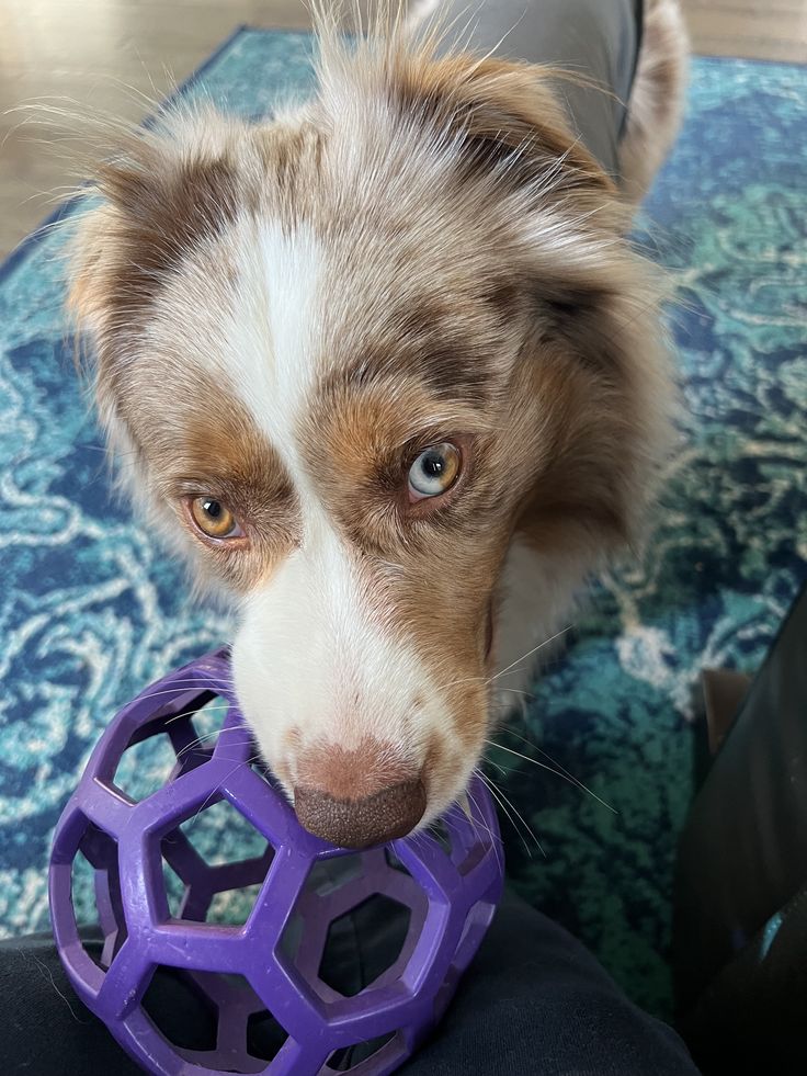 a brown and white dog chewing on a purple toy in its mouth while looking at the camera