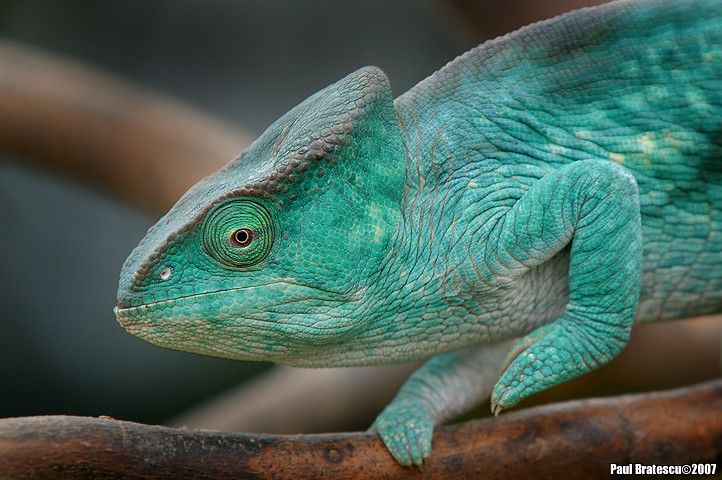 a green chamelon sitting on top of a tree branch