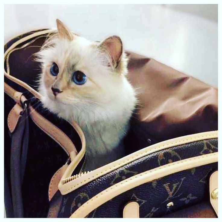 a white cat sitting in a louis vuitton bag