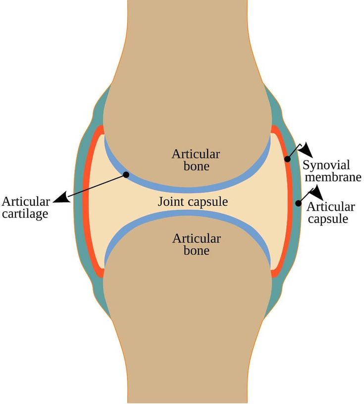 General structure of a Synovial Joint Synovial Joints Anatomy, Synovial Joints, Joints Anatomy, Sterile Processing, Basic Anatomy, Basic Anatomy And Physiology, Human Anatomy And Physiology, School Project, Anatomy And Physiology