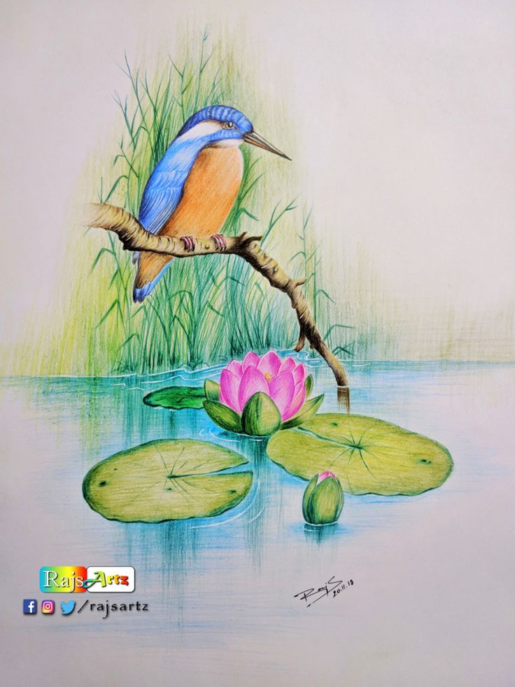 a drawing of a bird perched on a branch over water lillies and lily pads