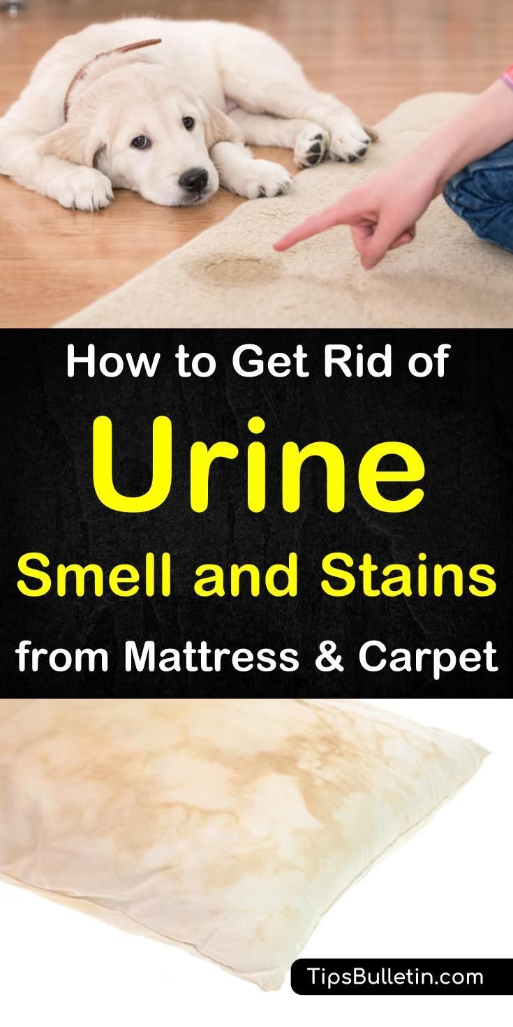 how to get rid of urne smell and stains from mattresses & carpeting