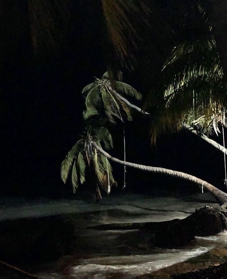 a palm tree leaning over in the water at night time with its lights on and hanging from it's branches