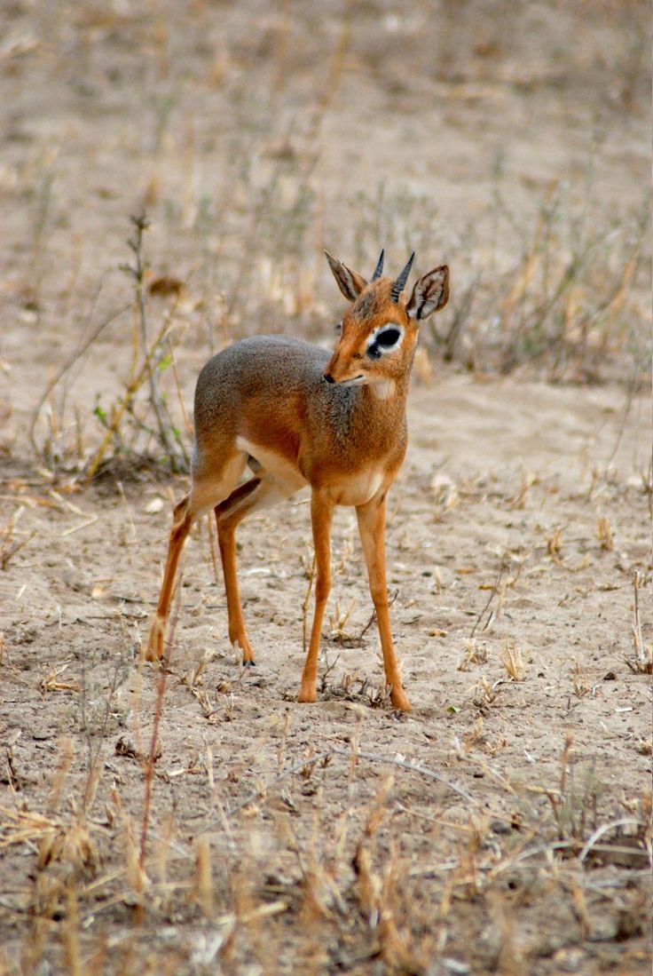 a small deer standing on top of a dry grass field