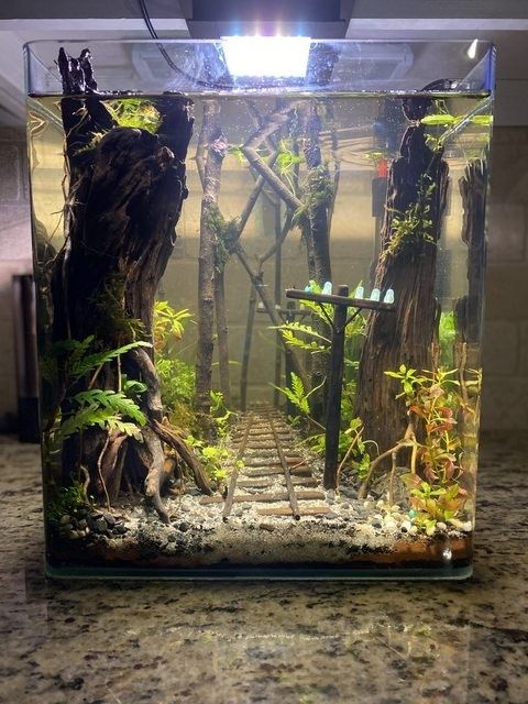 an aquarium filled with plants and trees