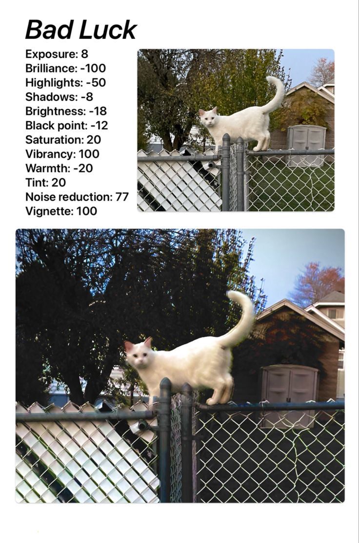 two pictures of a white cat on top of a fence with the caption bad luck