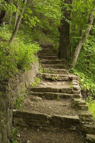 stone steps lead up into the woods