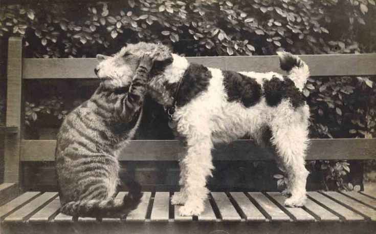 two dogs and a cat are standing on a bench with their heads touching each other