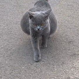 a gray cat walking across a cement road