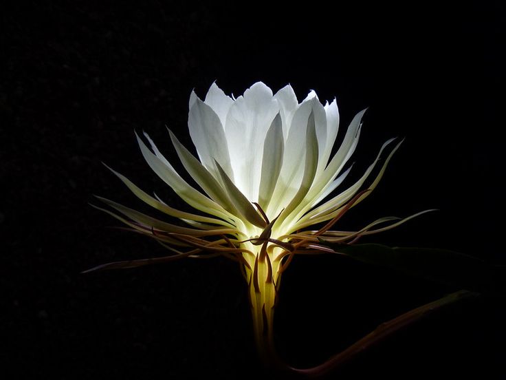 a large white flower is lit up in the dark